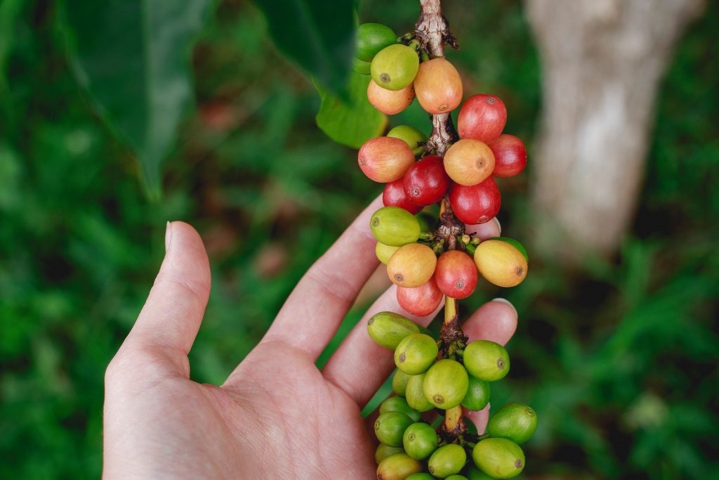 Hand holding fresh coffee beans growing on a stem. The beans are green, yellow and red.